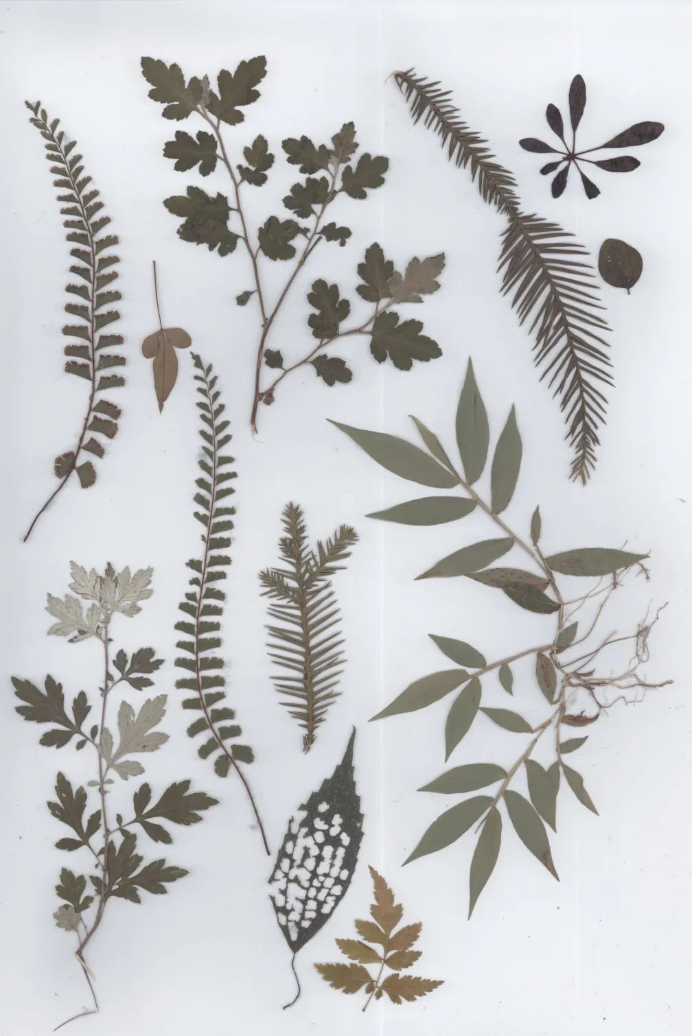 她用“日晒”完成植物在身体的转印,完成一次非常规的光合作用