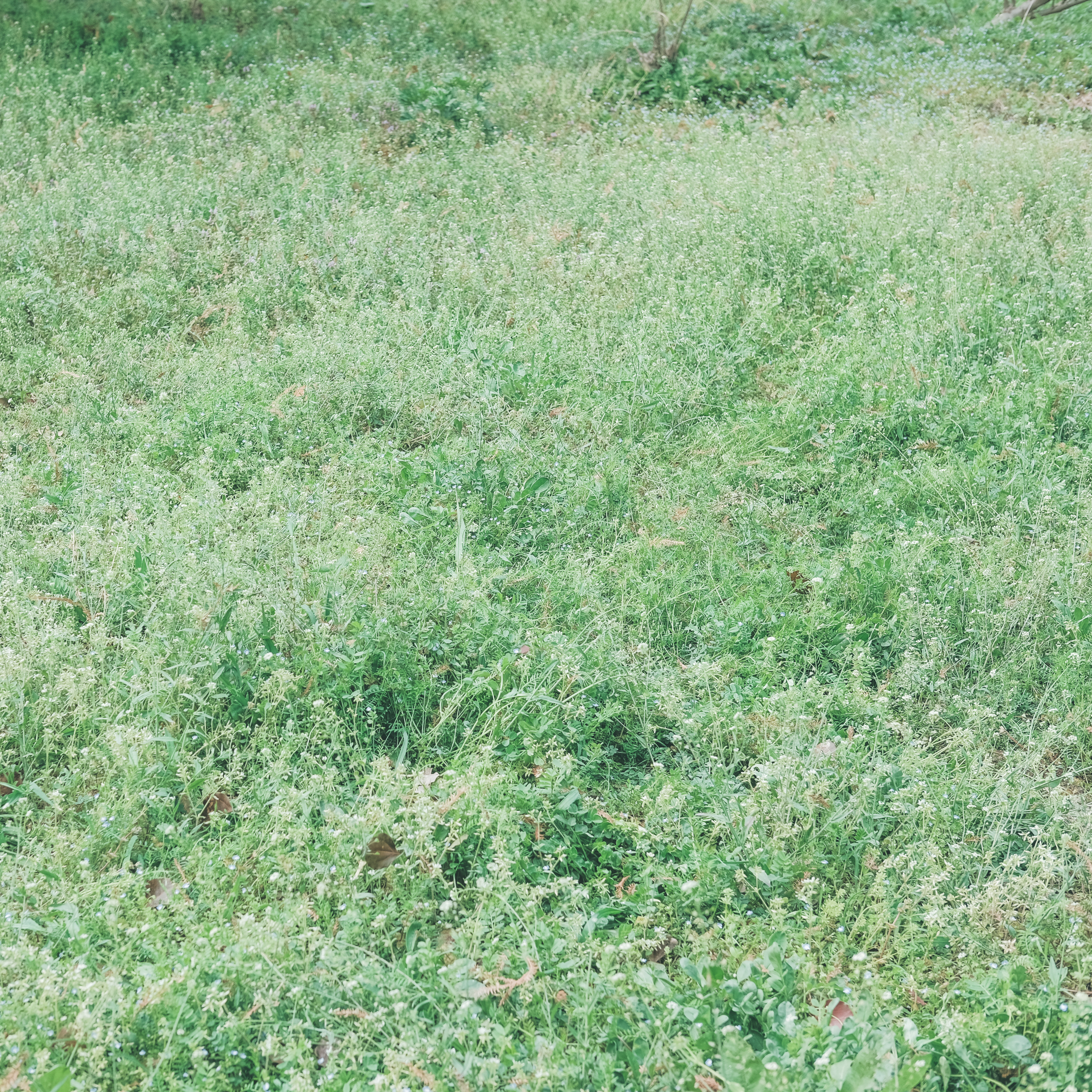 无锡踏青挖野菜好去处,无锡哪里可以挖得到野生的荠菜