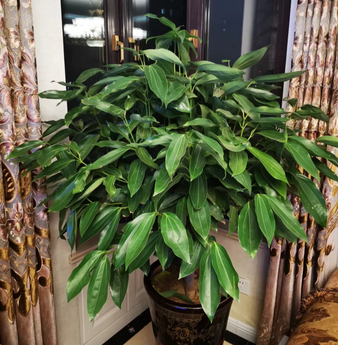 走霉运养什么花旺财运呢,养什么花好运气又旺财