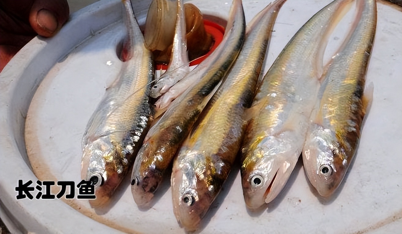 公认好吃淡水鱼有哪些种类,四大淡水名鱼是哪四种鱼