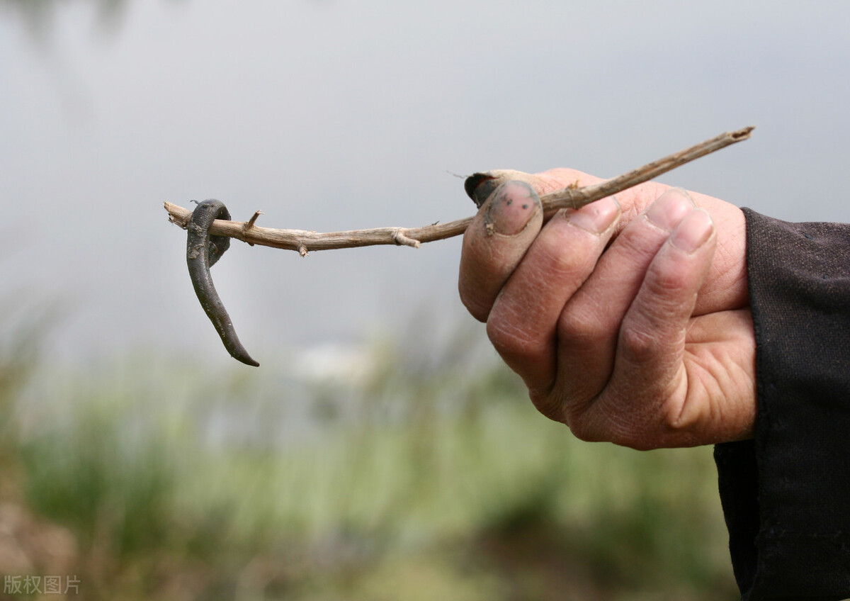钻肉里的虫子是什么虫子,钻肉的虫子叫什么