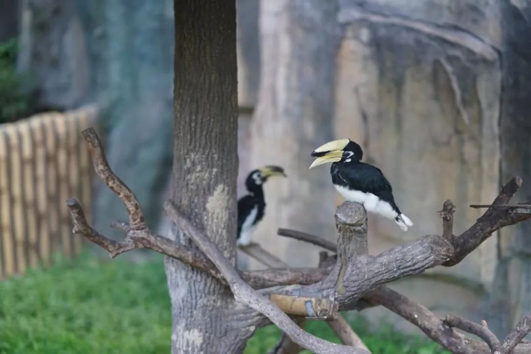 上海野生动物园建议周六周天去吗,上海野生动物园通玩一日游攻略