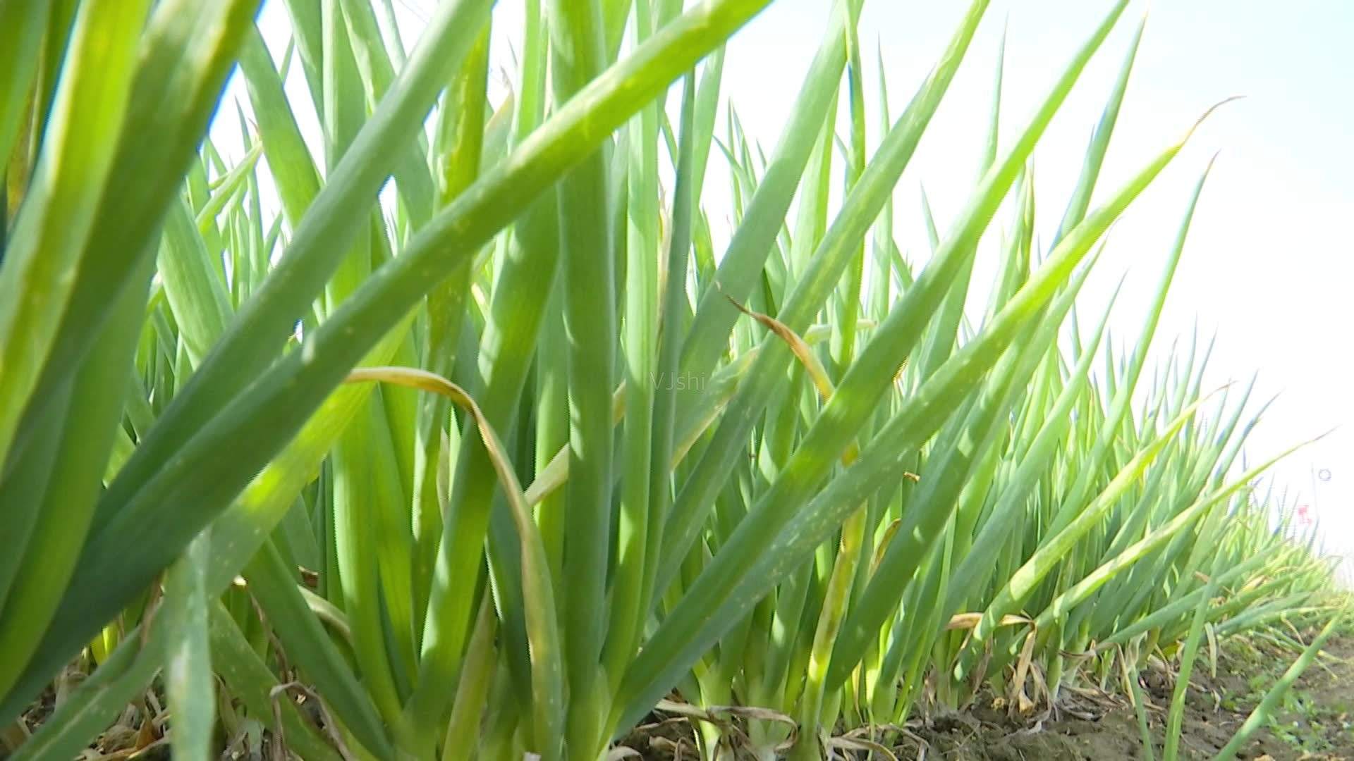 大葱育苗一亩需要多少大葱种,大葱的育苗方法和时间