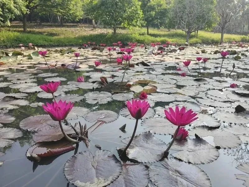 云南西双版纳花海美景,云南西双版纳景色如画