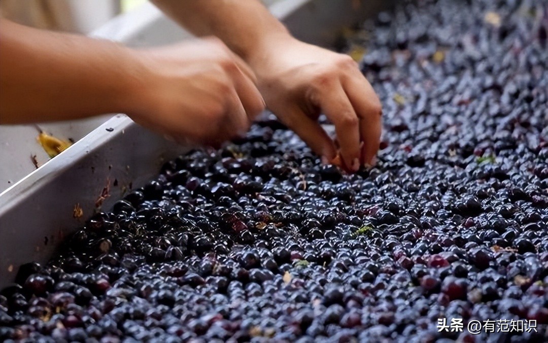 酿造葡萄酒的基本步骤,如何酿造香气扑鼻葡萄酒