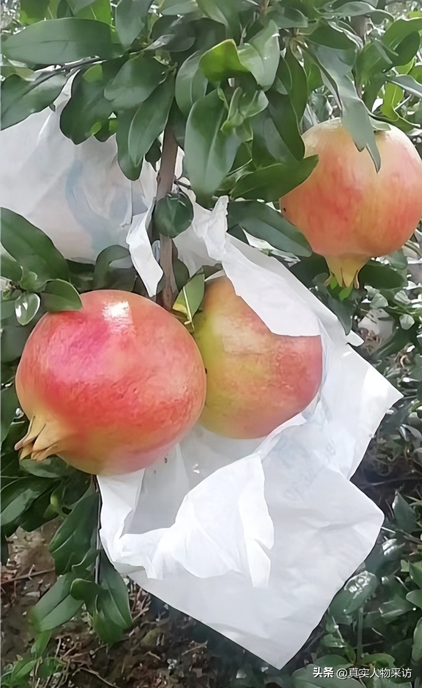 种石榴一亩收入多少钱,种10亩石榴一年收入