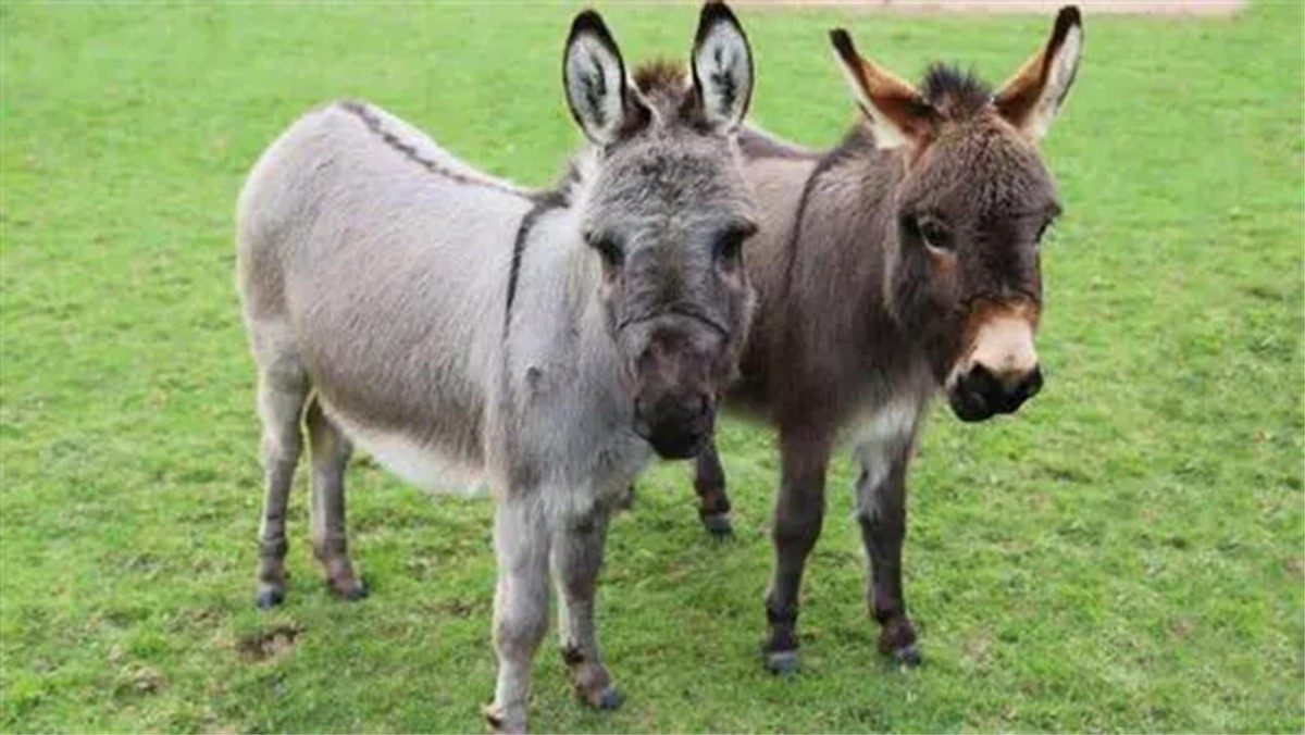 骡子怀孕必死？为何骡子无法生育后代？原来是“马和驴”惹的祸
