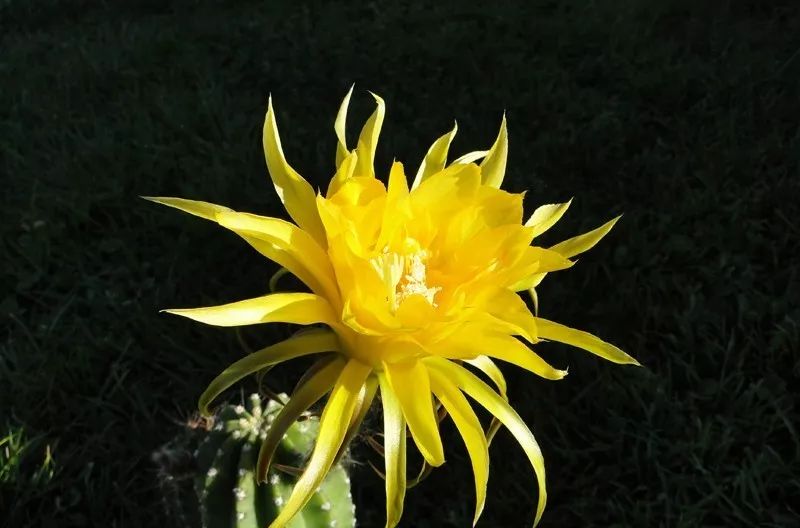 200种·仙人球开花图鉴，大开眼界，美到爆