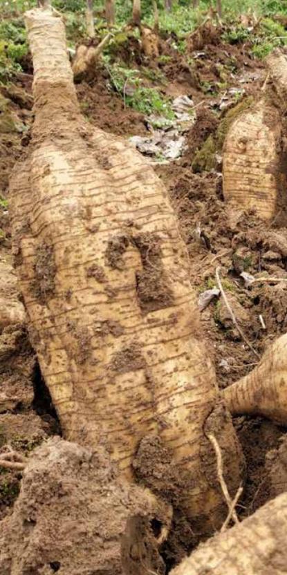 广西梧州市藤县特产粉葛,粉葛藤县