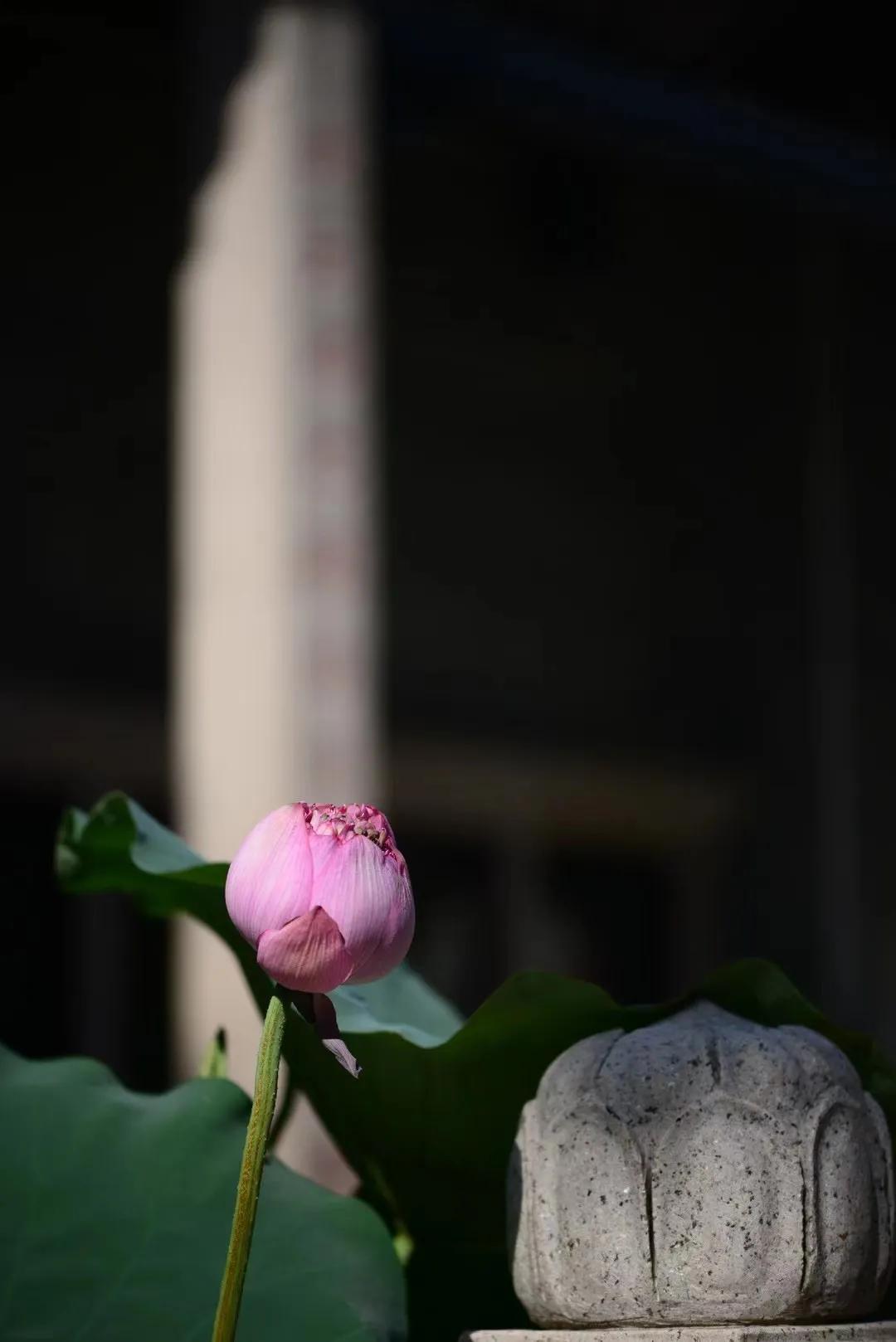 广州六榕寺最近开放吗,广州六榕寺碑文