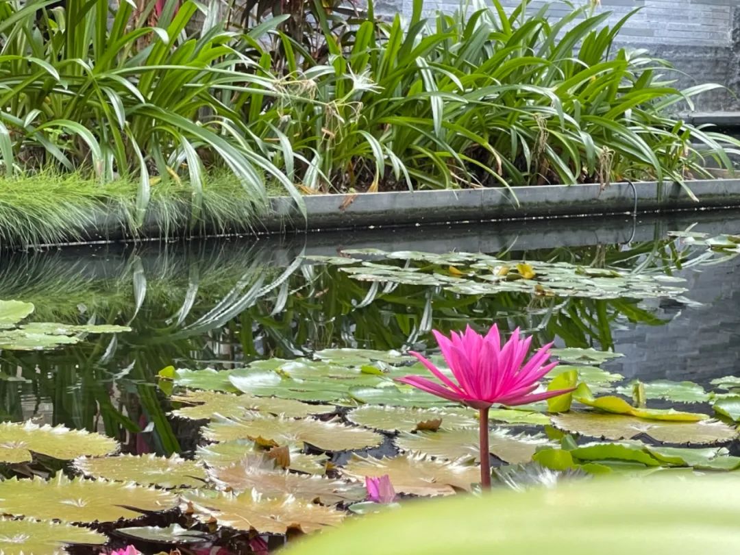三亚半岛洲际,三亚小东海半山半岛洲际