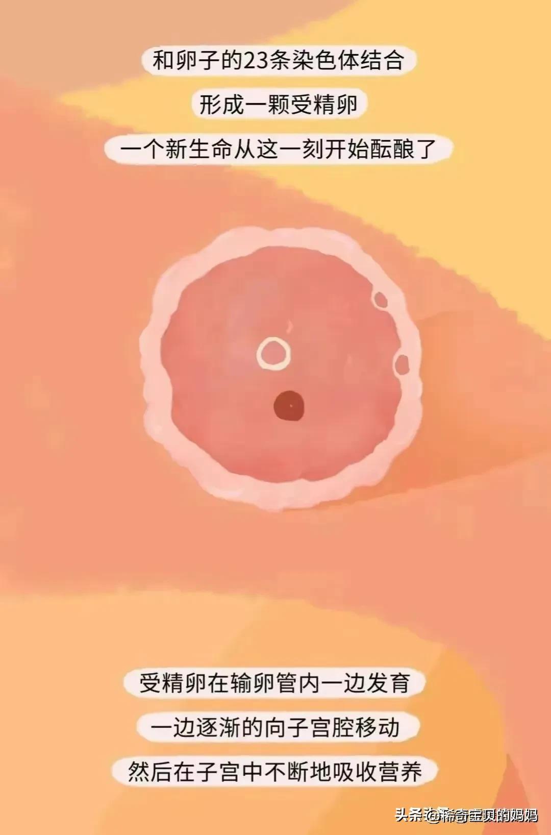 绮惧瓙杩涘叆浜轰綋12灏忔椂鍙樺寲,绮惧瓙杩涘叆浜轰綋24灏忔椂鍙樺寲