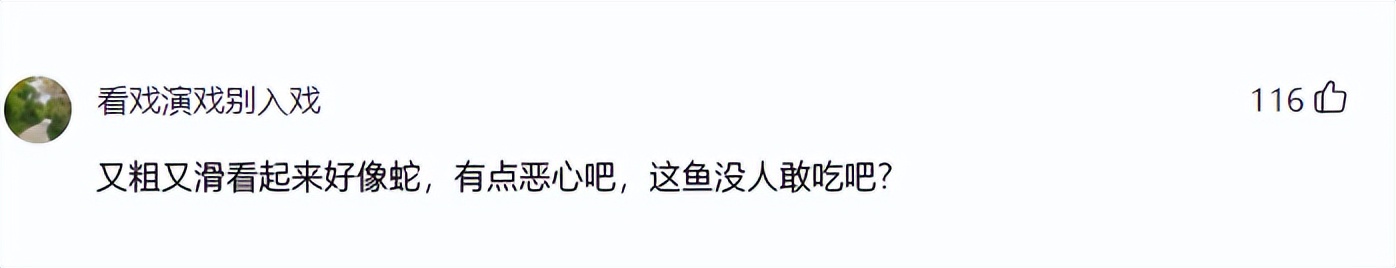 野钓最大泥鳅,野钓巨型泥鳅