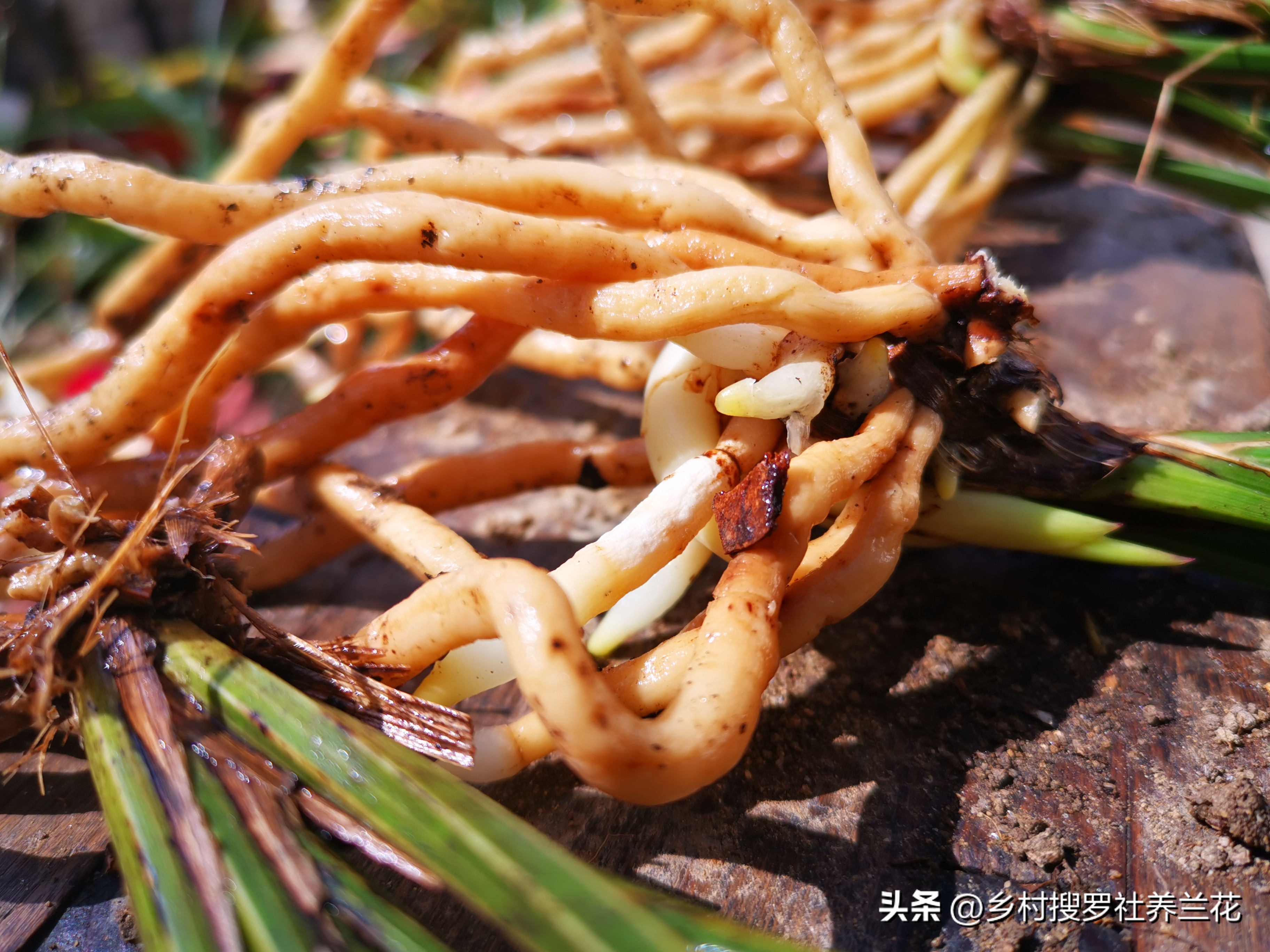 新手兰花不开花怎么办,新手养兰花不能做的事