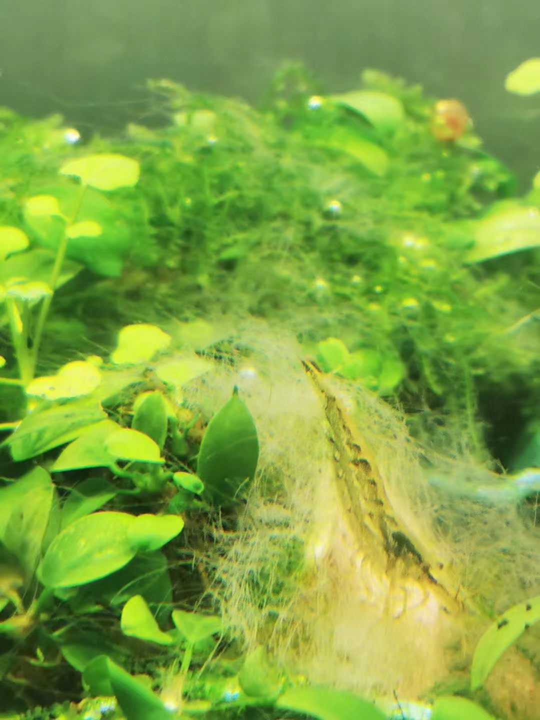 藻类植物可以预防疾病吗,杀菌盐可以预防藻类吗