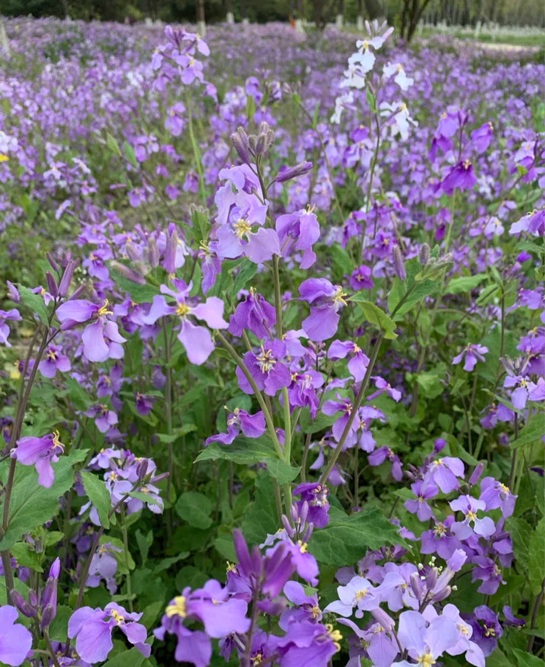 清明期间开的野花有哪些,清明节野花