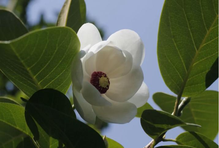 仙人掌墨西哥国花,仙人掌花是什么国家的国花