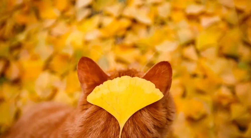 奇怪的蓝星人，小猫咪不懂