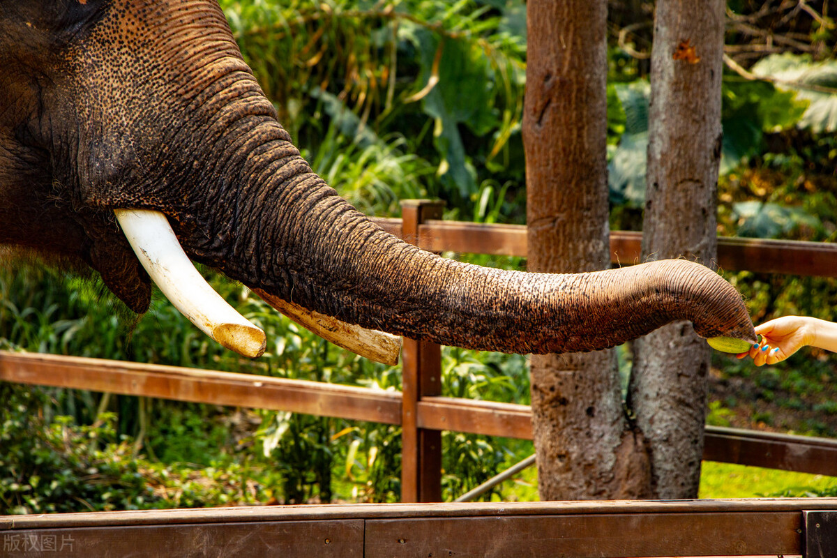 2022西双版纳门票免费的景区,西双版纳望天树景区与热带植物园