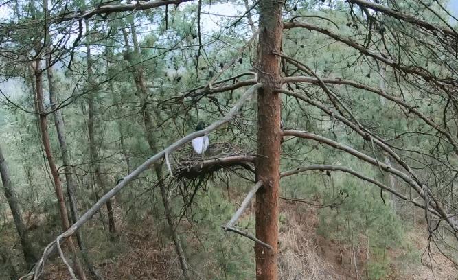 东方宝石朱鹮灭绝了吗,东方宝石朱鹮吃什么
