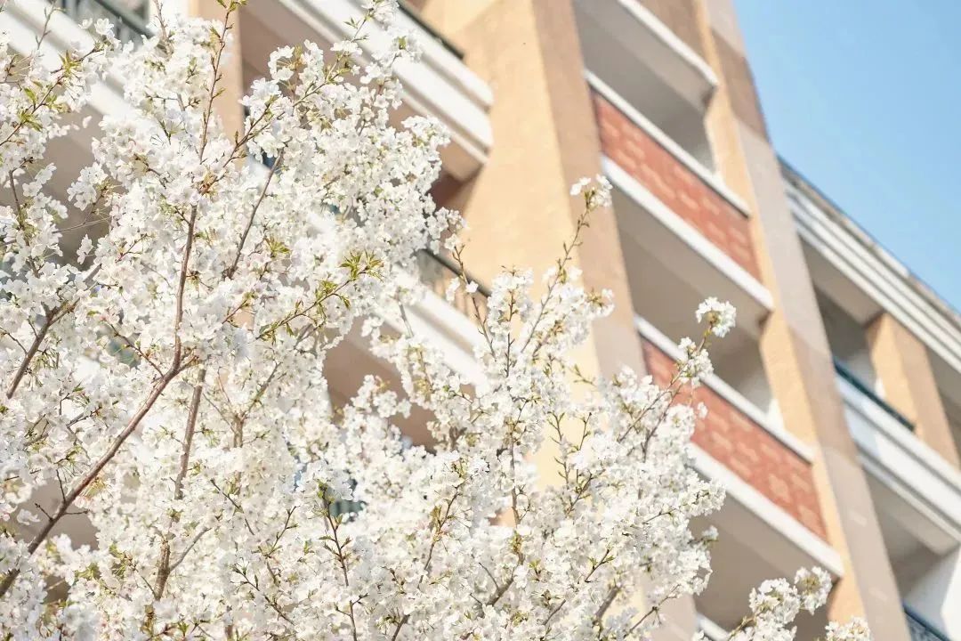 雨樱也浪漫！浙工大美美美！