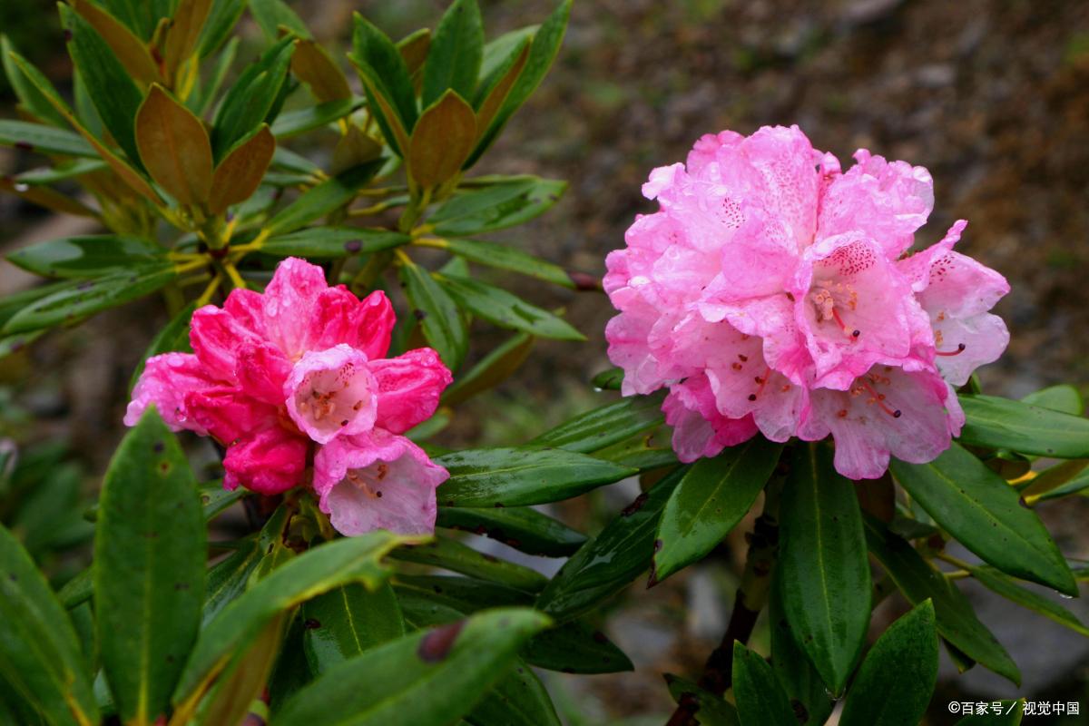 家里养什么植物对猫咪无害,哪些常见的植物盆栽对猫咪有毒