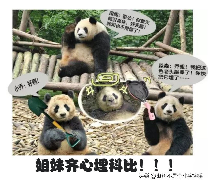 每天认识一只大熊猫和花,每天认识一支大熊猫