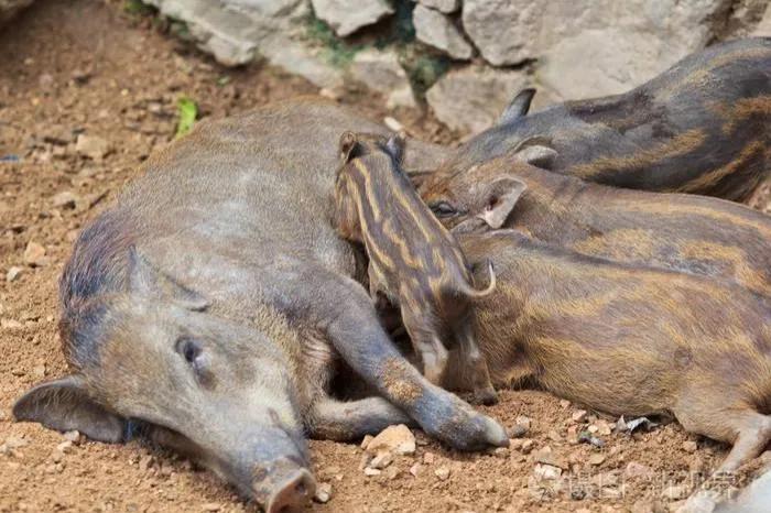 陕西省杀猪令,杀猪被罚款10万元官方报道