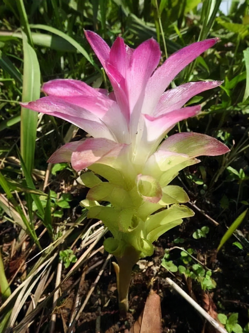 姜类香辛料都包含哪些种,12种必须了解的香料作用和用量