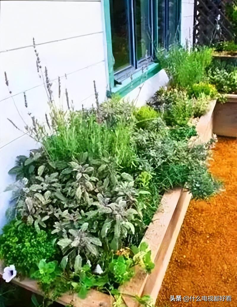 家庭种香草的方法大全,在家种植什么香草好看