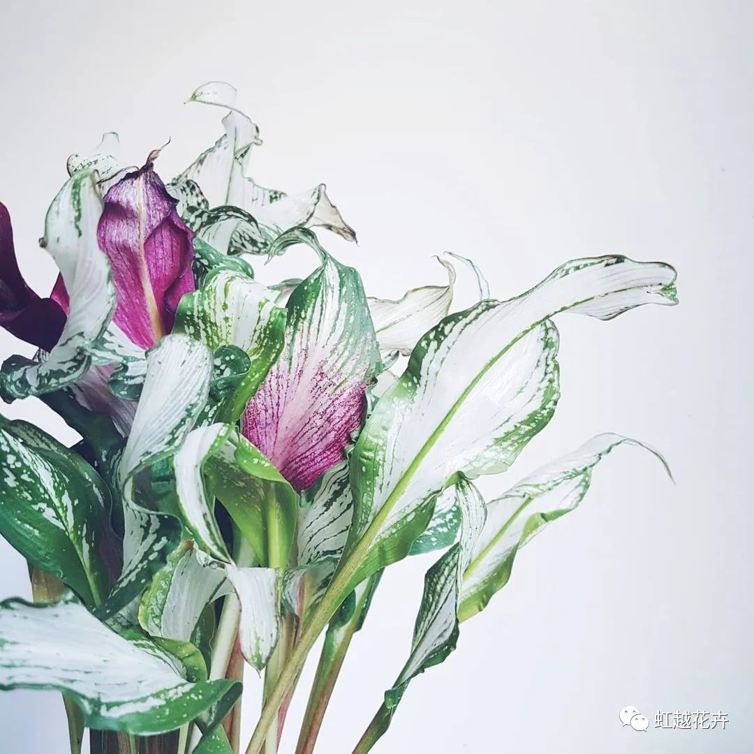 又一款叶比花美，仙到没朋友的‘冰雪女王’驾临