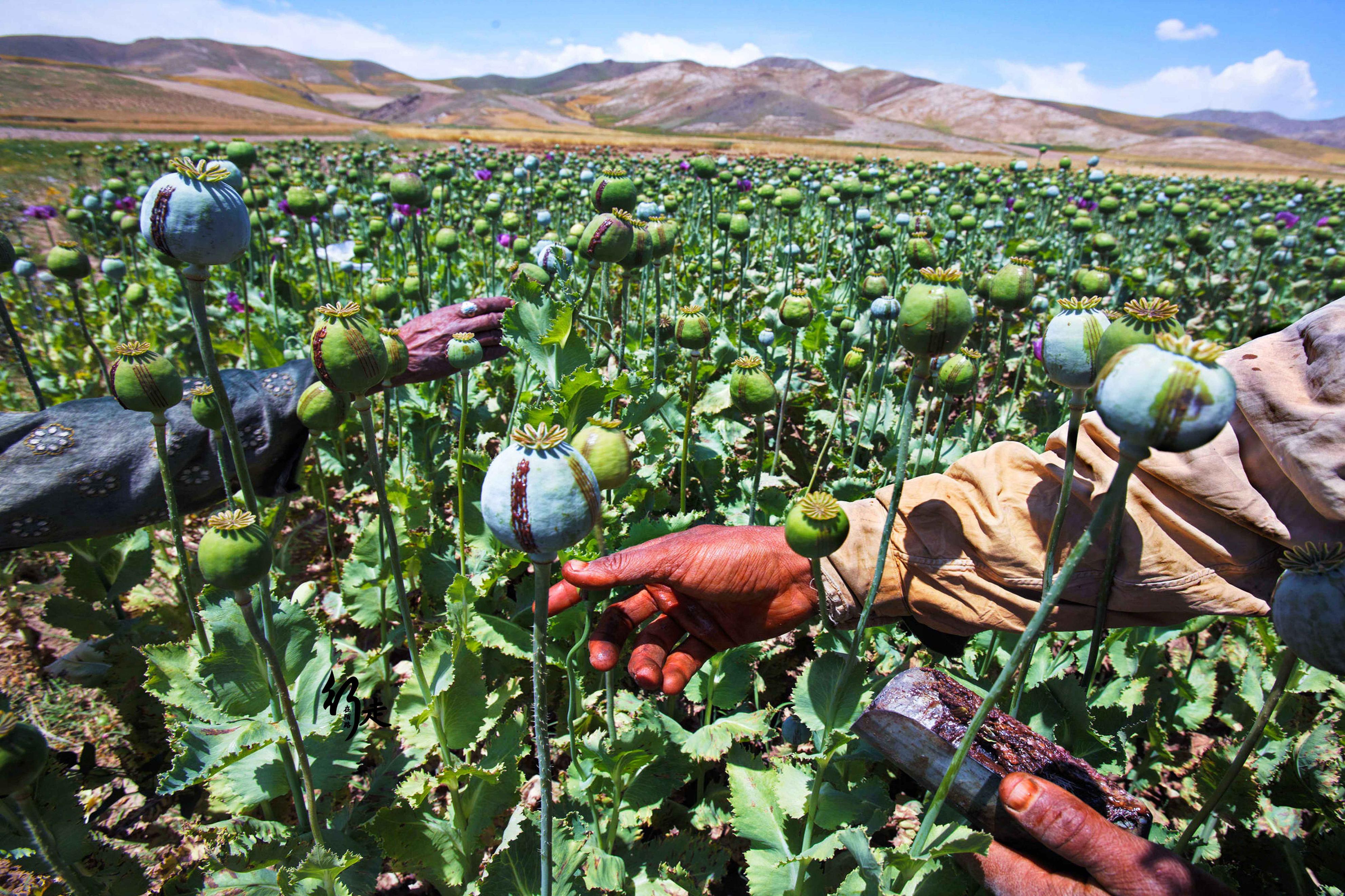 墨西哥成为全球最大人血供应站——美国每年狂赚3000亿美金