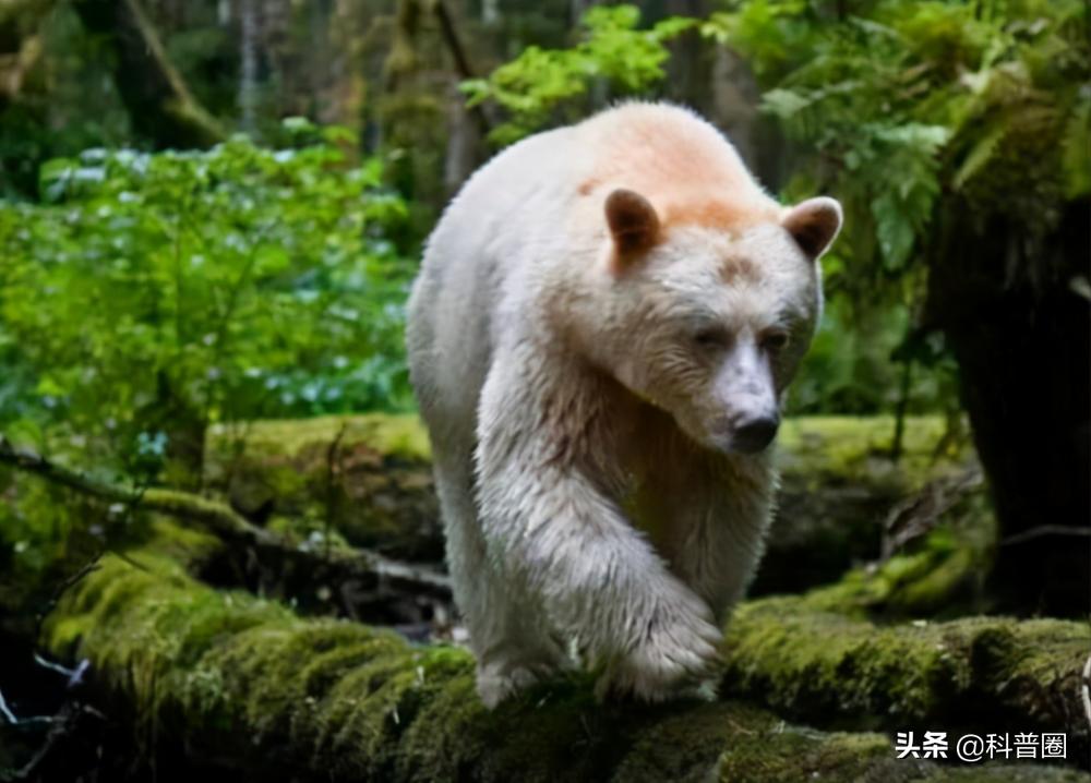 神农架深处为何被列为禁区进不去,神农架深处为何被列为禁区知乎