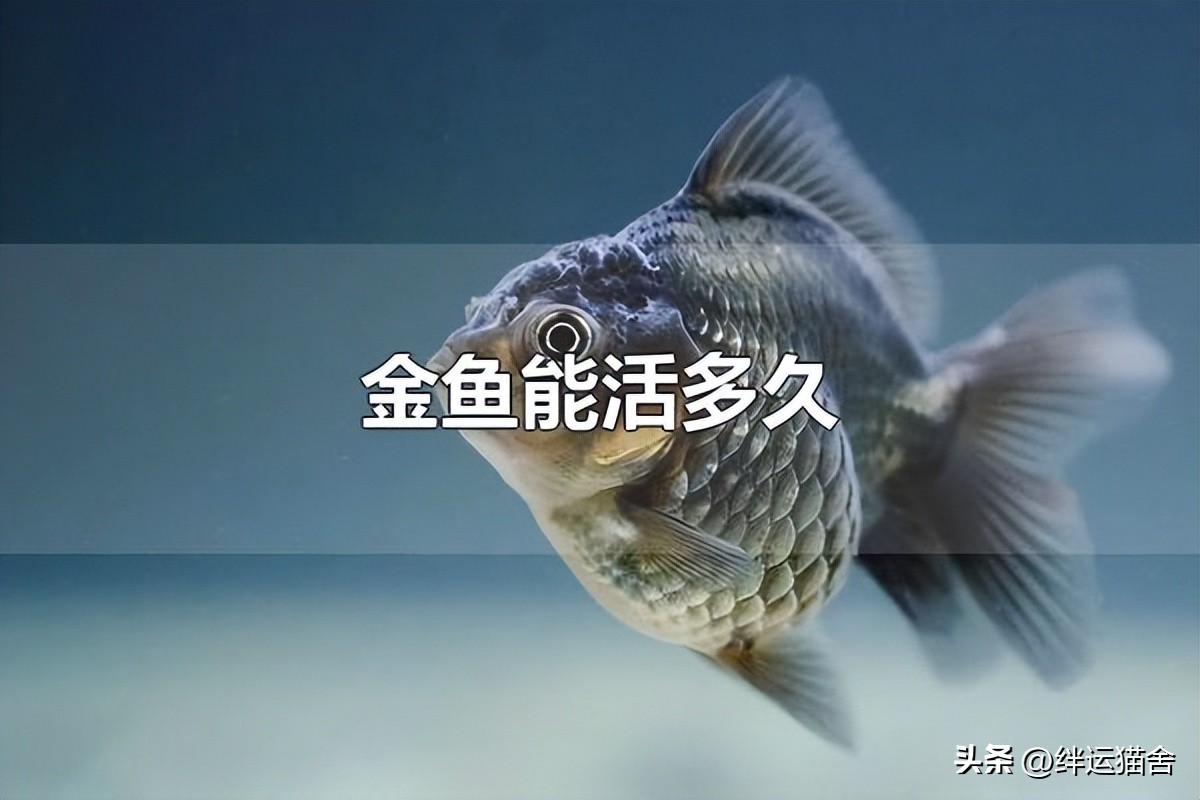 金鱼寿命最长的品种,现在金鱼有多少个品种了