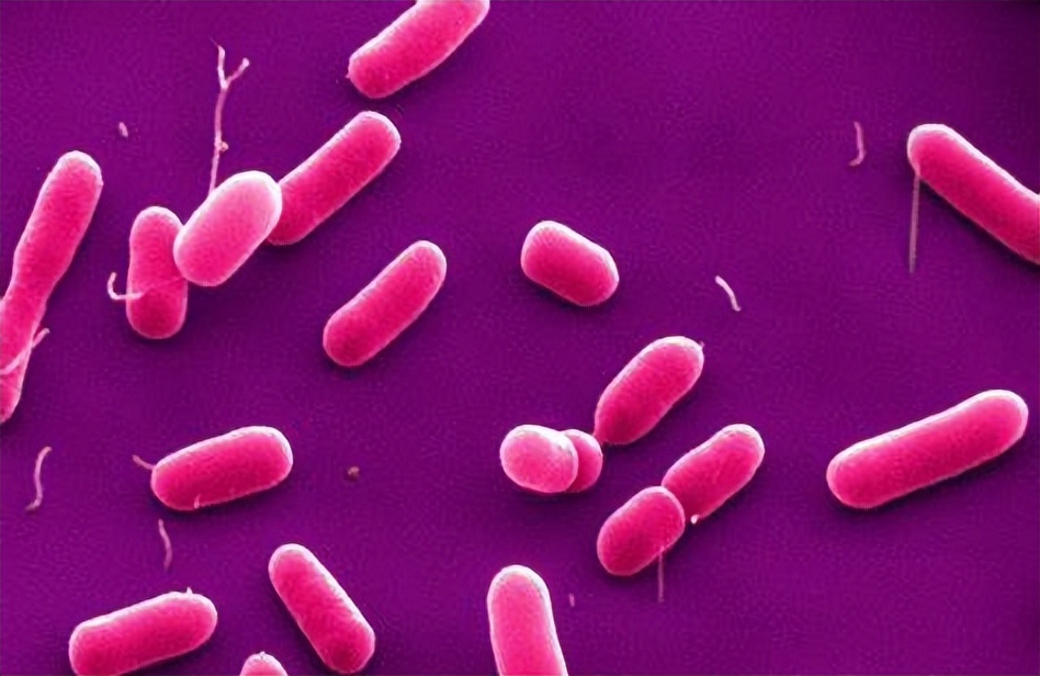 病原菌属——嗜血杆菌（Haemophilus），进入肠道也要注意