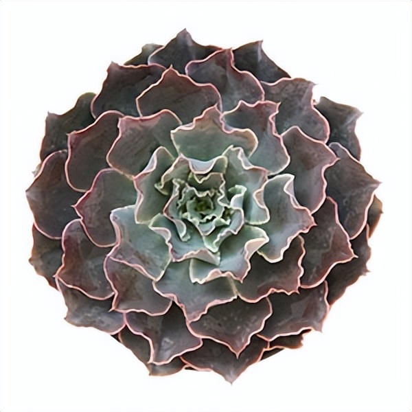 102个大类近500个多肉植物图片，都极其美丽，建议在家中也养一盆