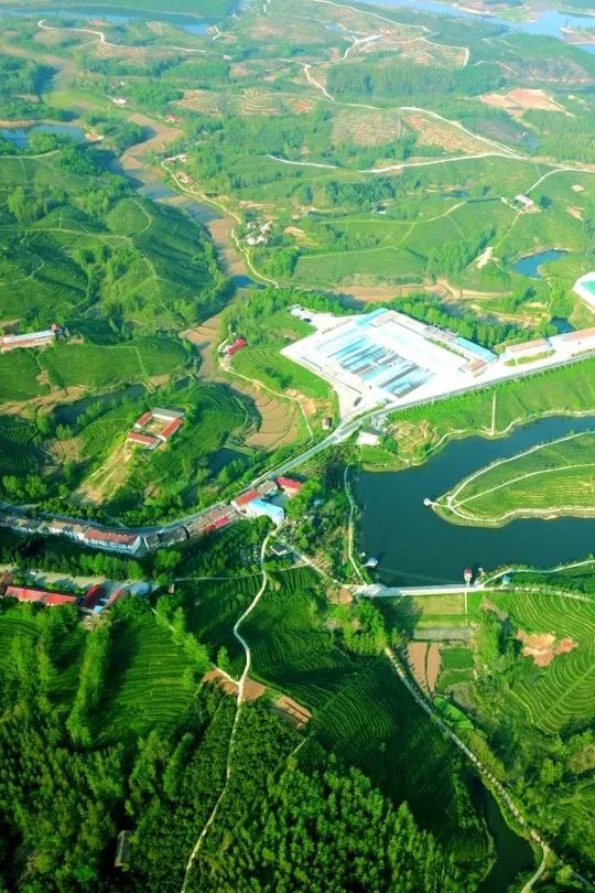 湖北著名的红茶,湖北名红茶