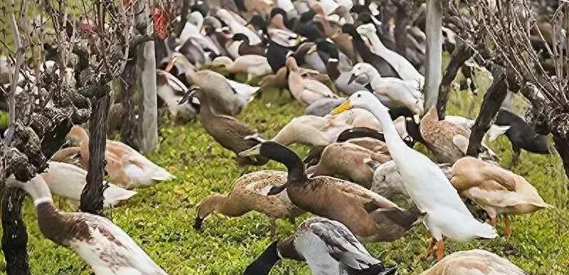 中国农民的智慧：用鸭子解决粮食危机