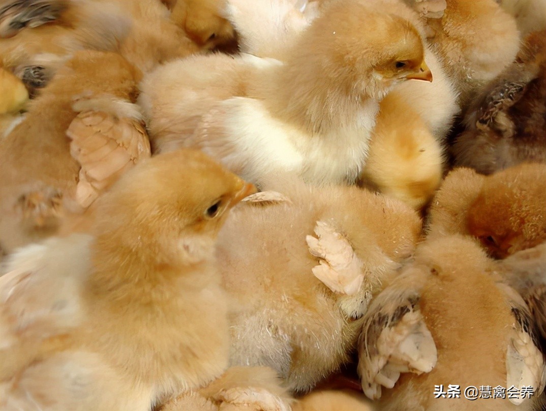 治疗鸡群球虫应该注意什么,多大的鸡容易感染球虫