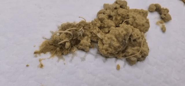 猫吃米线,猫吃米线吗