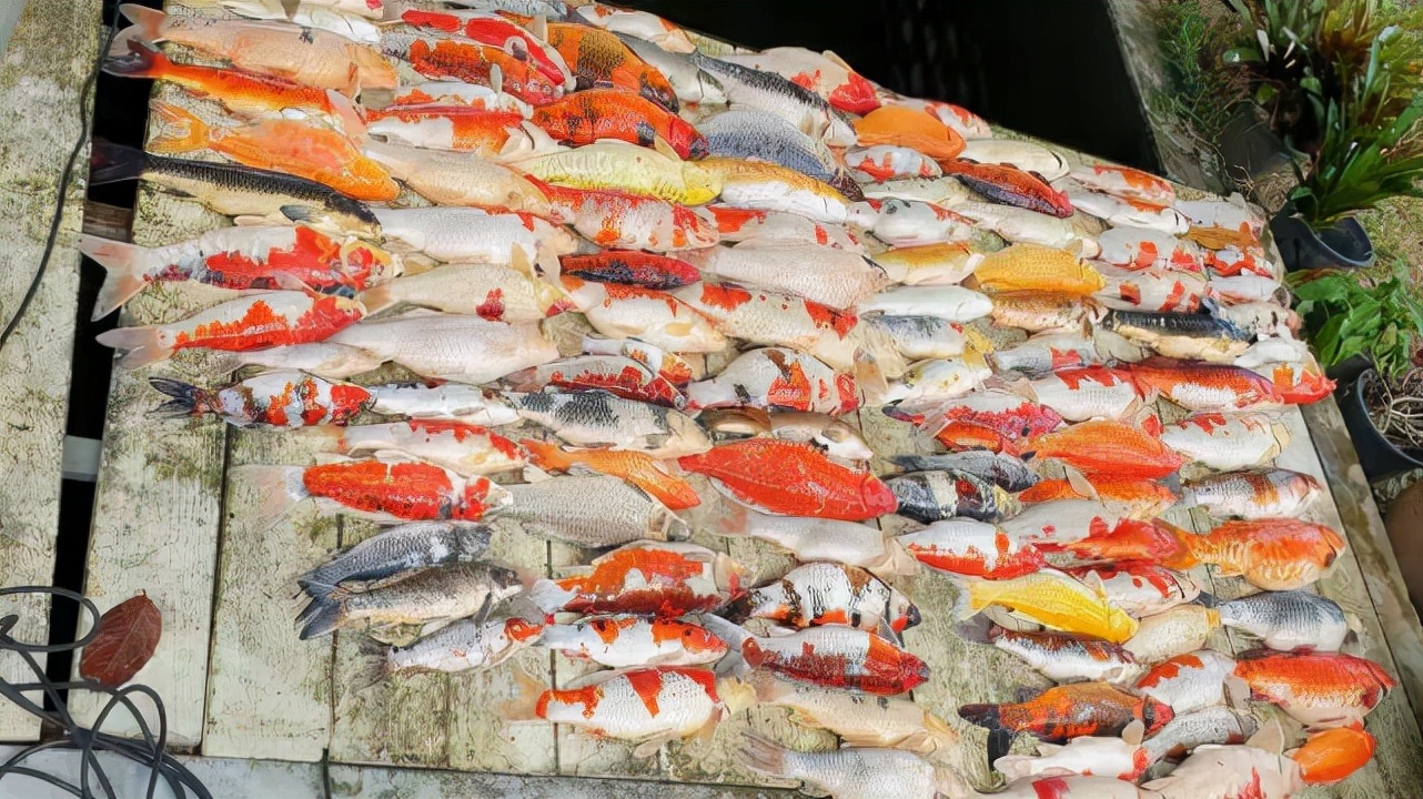 死了锦鲤怎么处理,锦鲤快死了有什么补救方法