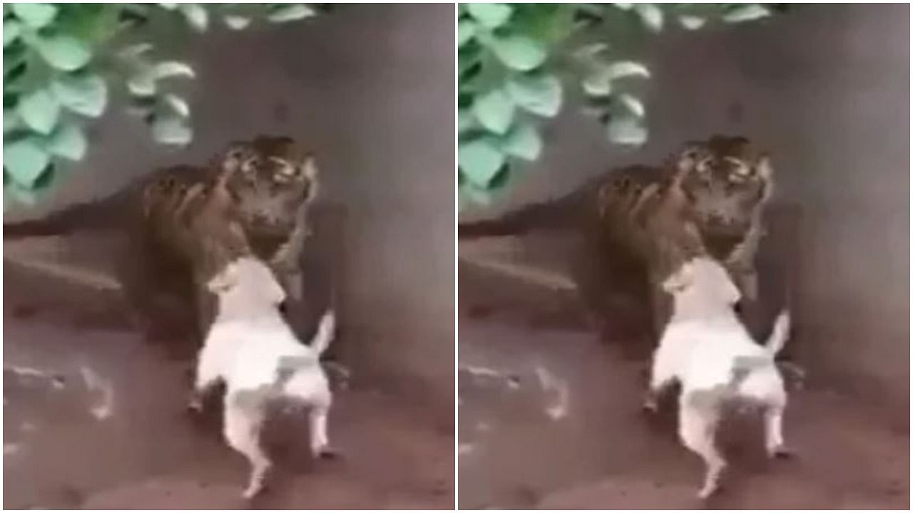 杜高犬挑战老虎遭秒杀,六只杜高犬vs美洲狮