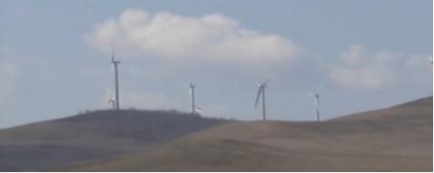 辽宁男子救助秃鹫,沈阳救助秃鹫