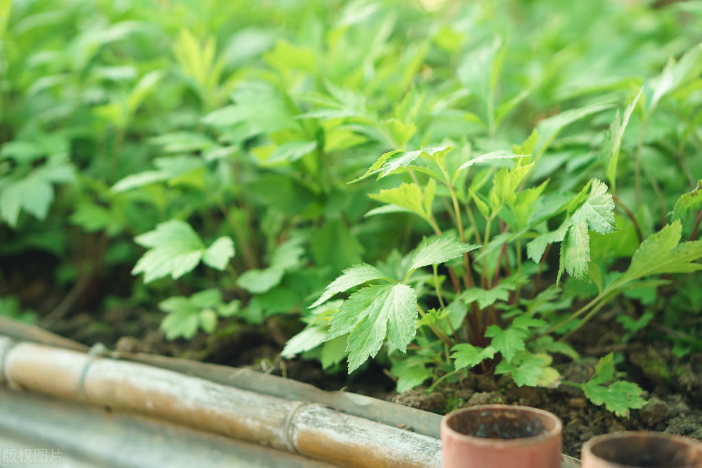 我国医学史上第一位女灸疗家,中医第一位女灸学家