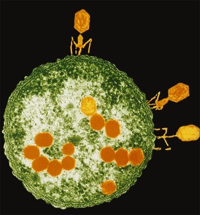 绝处逢生！女科学家用边缘疗法救绝症丈夫，9个月改写人类抗菌史