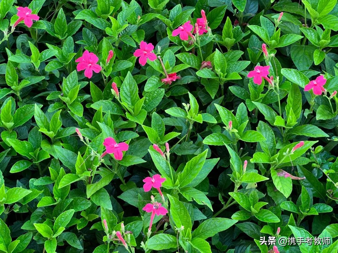 艳芦莉花期多长,艳芦莉花期