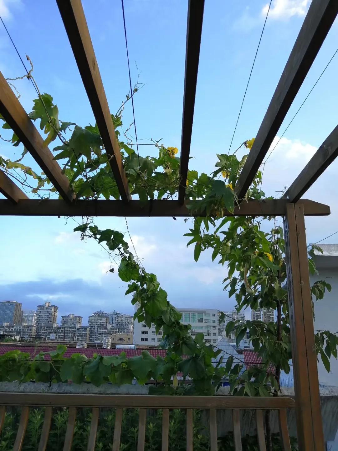 红尘有田园之四——因缘