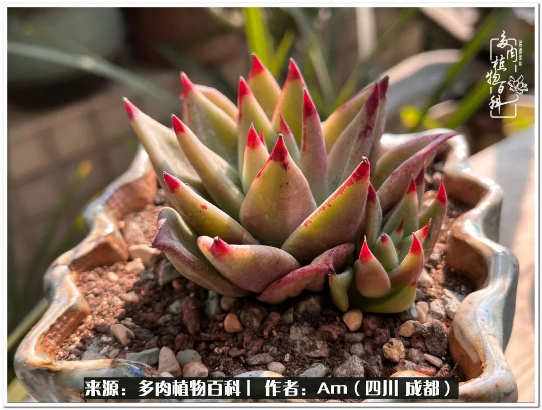 多肉小盆友生活多姿多彩,多肉小精灵福享不停