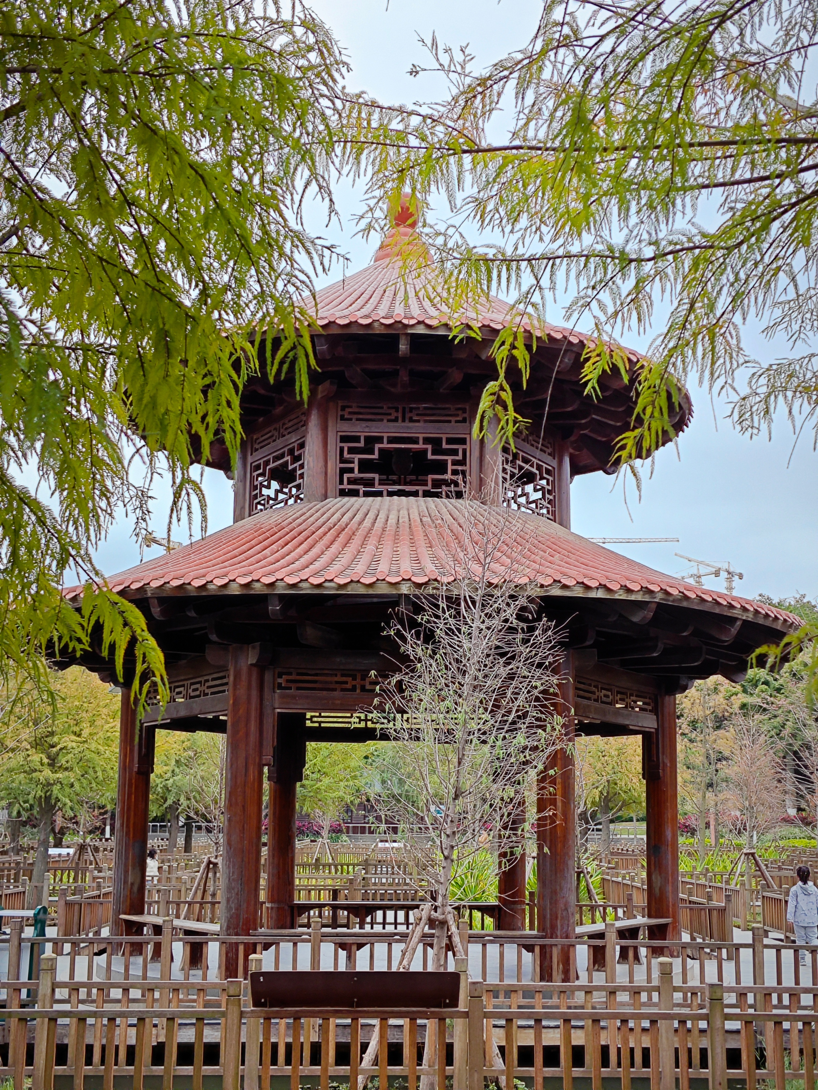 厦门南湖公园落羽杉红了吗,厦门园博园落羽杉