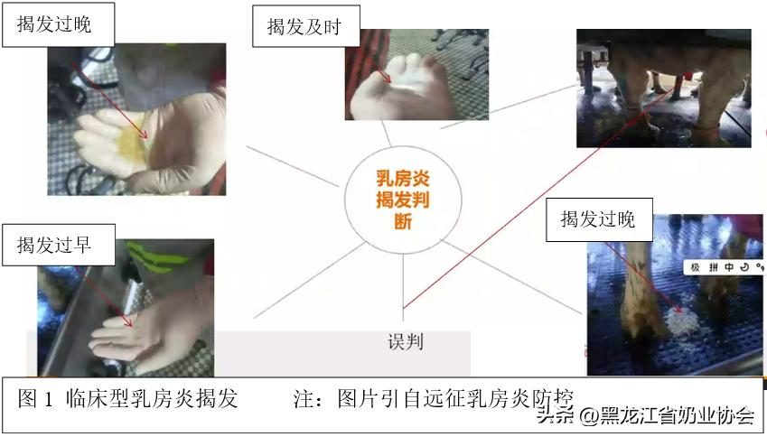 奶牛乳房炎的诊断与治疗方法研究,奶牛乳房炎的预防